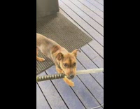 Brown dog hold bite plastic katana sword