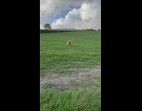 Golden retriever run grass field towards camera