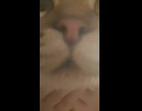 Pet cat gets closes on the camera and makes a weird sound