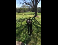 Black dog jump failed to catch tennis ball