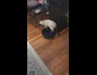 Cat stands on black roomba vacuum 