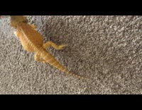 Man tries getting mirror from bearded dragon