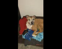 Dog snuggling up with kitten in bed 