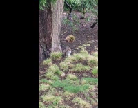 Squirrel sitting by tree shaking back and forth