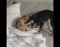 Black dog brown cat play fight couch 