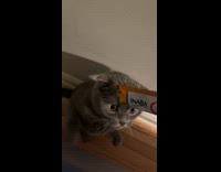 Grey cat try to lick treat packet