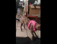Dog pink vest jerk body while moving backward