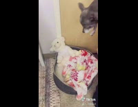 Collab BSMedia - Guy ignores advice tucks dog in bed