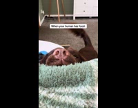 Dog nose on side of bed