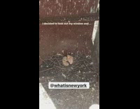 Girl calls pigeon bird baby nest nasty