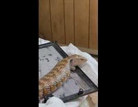 Collab Clips mpugc - Cat inside of fish tank lizard