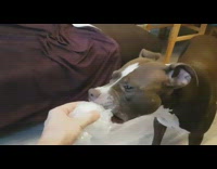 Brown white dog bites pops bubble wrap 