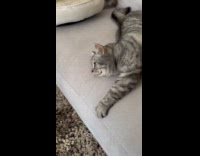 Gray tabby cat lays down on couch