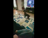 Pitbull dog spins in circle with toy