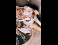 Dog Smiles and Bites Stool 