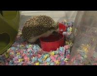 Close up hedgehog drink water red bowl 