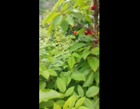 Cherries taken and taped to the tree