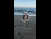 Brown white poodle dog stands beach sand