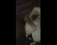 Kitten plays with carrot toy