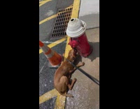 dog drinks out of red fire hydrant