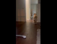 Dog gets startled by man holding baby