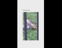 Collab BitchMP - Squirrel on grass lawn eating entire donut
