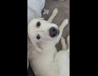 Large white dog snort all the time