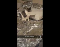 Woman fails to remove cats from bed 