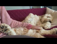 Large brown dog lays back red couch 