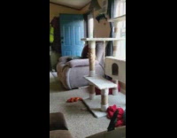 Dog on sofa watch dug disney plus