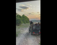 Woman uses selfie stick on safari 