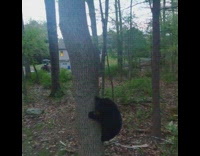 Guy uses drone to scare off bear 