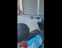 Bird eats dead pigeon along street in daytime NYC 