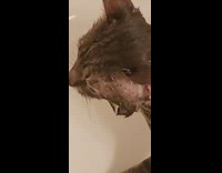 Black cat mouth open white bathtub tub 