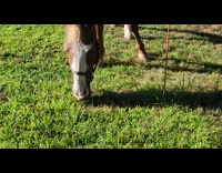 Dog copies horse eating grass