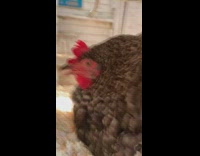 Brown red hen chicken puffs up