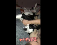 Collab BitchIG2 - Dog getting pet sticks tongue out bed