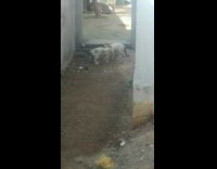 Collab DailyDoseOfInternet - Two white cat growls and fight with each other