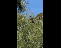 California scrub jay loves to eat peanut