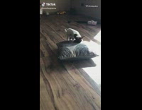 Baby goat attempts to lay on pillow 