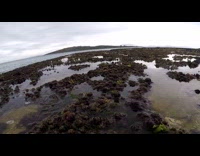Squirts of water seen on rocky shore