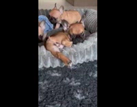 Three bulldog puppies walk on dog bed