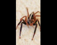 Close up brown spider with white stripes