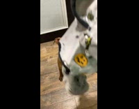 Brown dog is excited for pajamas that owner bought