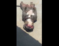 Collab ClipsIG - Dogs sleeps upside down under the sun