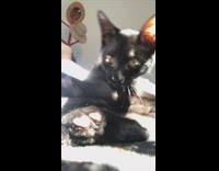 Black cat swats camera away 