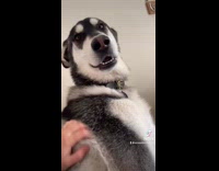 Northern inuit dog whines while getting pet