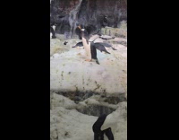 Submitter shows penguin walks with wings up 