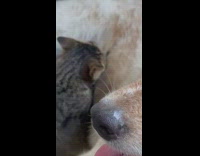 Adult cat drink milk from brown dog part 1