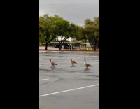 Submitter films geese roams around school parking